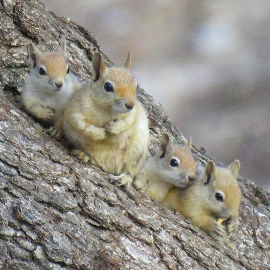 سنجاب زاگرس نقش بزرگی در پخش بذر بلوط و حفظ اکوسیستم داره! حفظ جنگل‌های ایران بدون کمک این قهرمان کوچیک ممکن نیست. بیاید از این نمادهای طبیعت حمایت کنیم!

📸 : IG : majerajo‌.ir