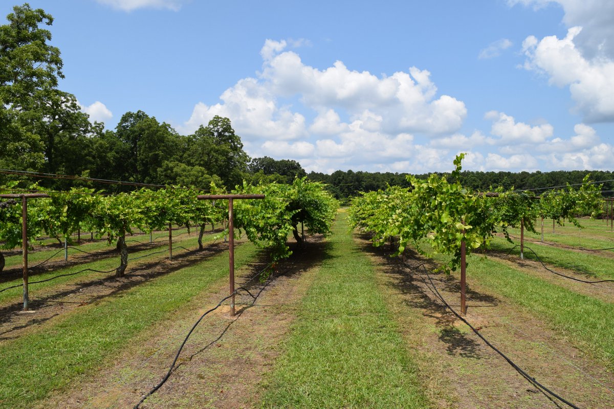 MSU_AG's tweet image. It was a great day to learn about vegetables and flowers at the #MAFES Beaumont Horticultural Unit Field Day.