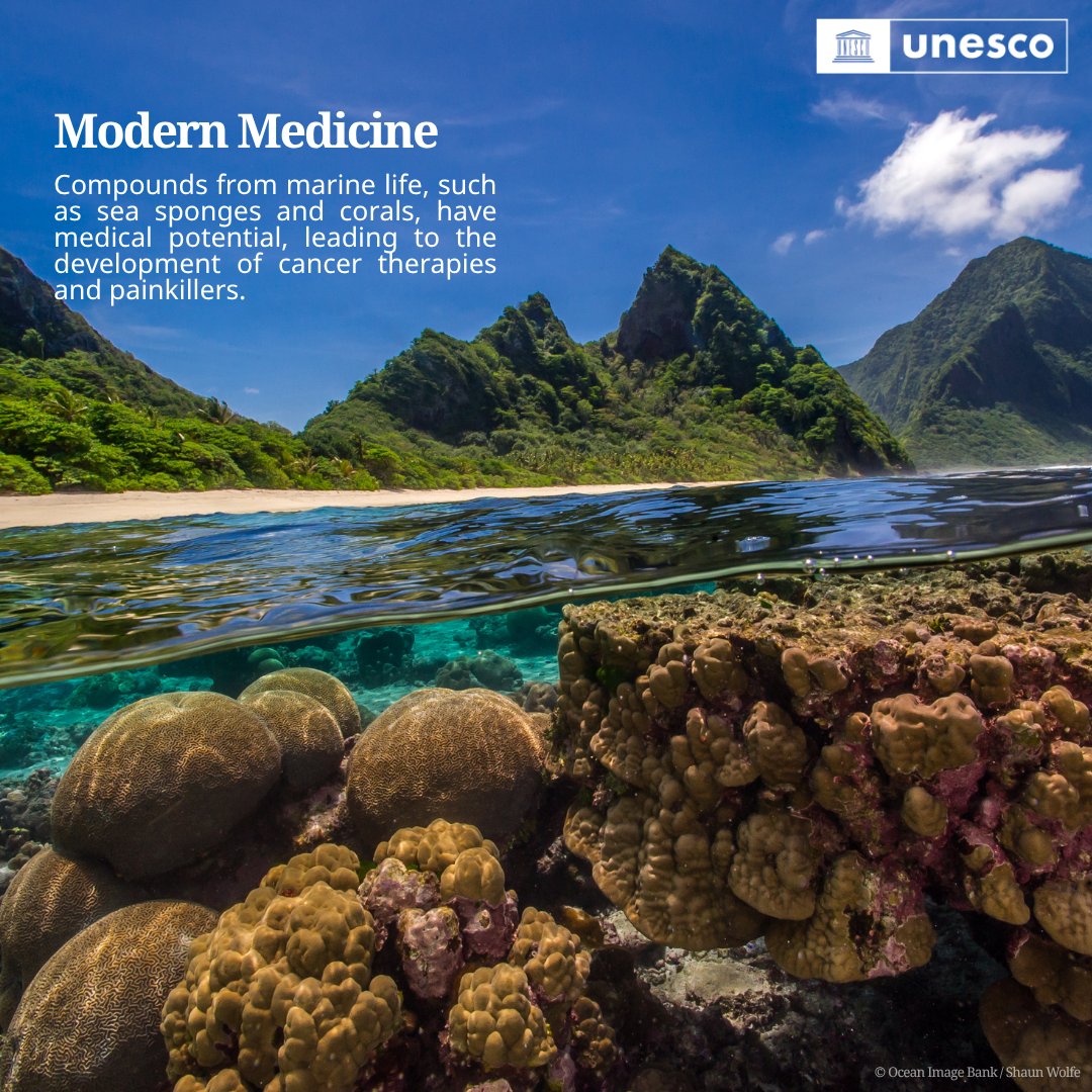 UNESCO's tweet photo. ๐The Ocean has always been one of our greatest teachers.
From ancient navigation to sustainable energy, it holds invaluable lessons.
Learning from the Ocean is the first step to protecting our blue planet.
Learn more: https://t.co/qhNnjflCuG #SaveOurOcean #LessonsFromTheOcean