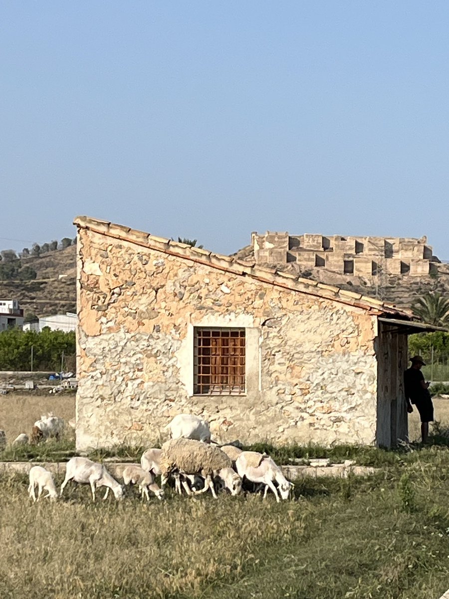🍋 Parece una imagen de tiempos pasados pero es de ayer.

“Yo tengo otro trabajo pero estoy deseando salir por la tarde para venir a la huerta a sacar el ganao. Ya no quedamos muchos”.

        🐑      🐑     🐑     🐑     🐑     🐑