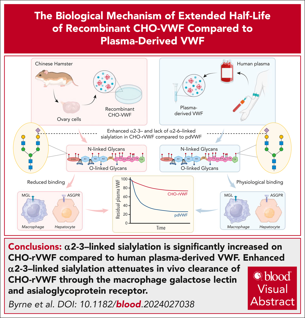 BloodPortfolio's tweet photo. Enhanced α2-3–linked sialylation attenuates in vivo clearance through the macrophage galactose lectin and ASGPR. https://t.co/7M0O9ii4ya #thrombosisandhemostasis https://t.co/12whADcRhM
