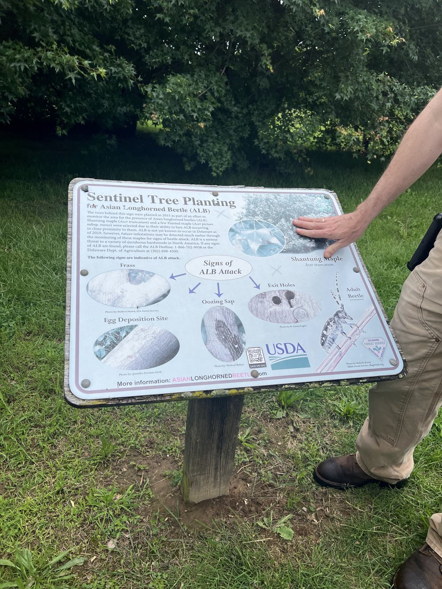 DelawareForests's tweet photo. UD Coop Extension and Delaware Forest Service hosted members of the Arizona Department of Forestry. They visited White Clay and then a sentinel maple planting site for ALB at Del Castle County Park. Our Forest Health team connected with them, exchanging info on invasive species. https://t.co/esleB90ujn