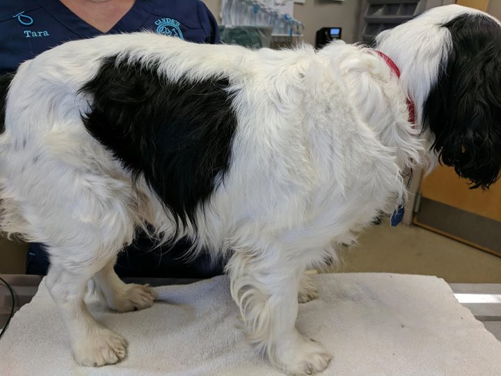 It's a heart! ❤️ Make sure you protect YOUR pet's heart with preventive year-round! #heartworm #pethealth