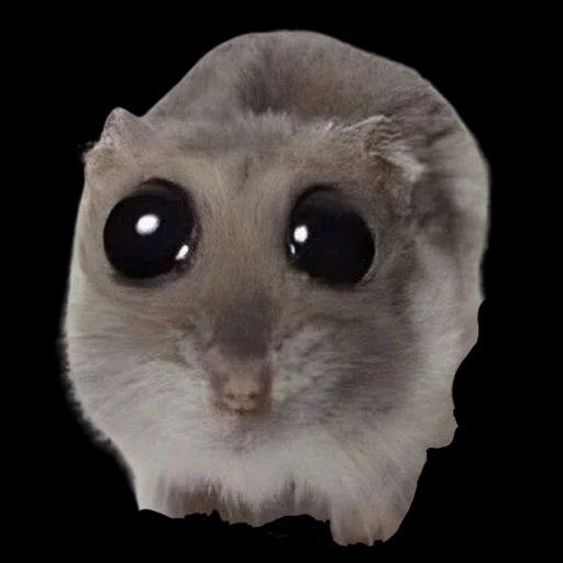 thehamsterissad's tweet image. When you purchase $hammy you are investing in a tokenized version of the sad hamster in all of us. All of our moments of fragility, vulnerability, sadness, depression, awkwardness and embarrassment. 

It brings levity to those experiences while honoring them. Love your inner ham.