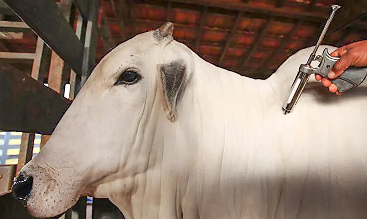 CanalGov (@canalgov) on Twitter photo BRASIL LIVRE DA FEBRE AFTOSA | O Brasil recebeu o reconhecimento de país livre de febre aftosa sem vacinação pela Organização Mundial de Saúde Animal (OMSA). O reconhecimento aconteceu durante a 92ª Sessão Geral da Assembleia Mundial de Delegados da OMSA.
📸<a href="/Mapa_Brasil/">Ministério da Agricultura e Pecuária</a> BRASIL LIVRE DA FEBRE AFTOSA | O Brasil recebeu o reconhecimento de país livre de febre aftosa sem vacinação pela Organização Mundial de Saúde Animal (OMSA). O reconhecimento aconteceu durante a 92ª Sessão Geral da Assembleia Mundial de Delegados da OMSA.
📸<a href="/Mapa_Brasil/">Ministério da Agricultura e Pecuária</a>