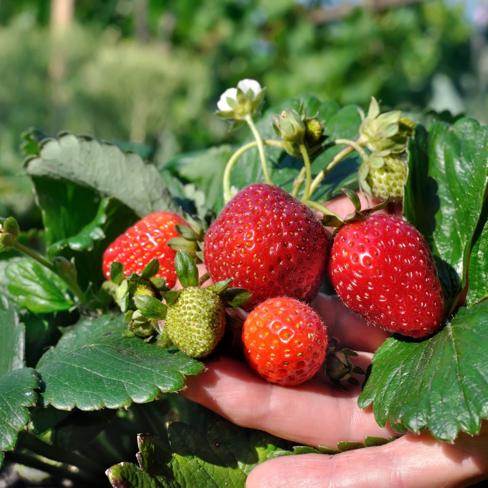 Strawberry Festival is TOMORROW! Don’t miss out! 🍓

Tickets via the link in below! 🎫
buff.ly/8tPfIb3