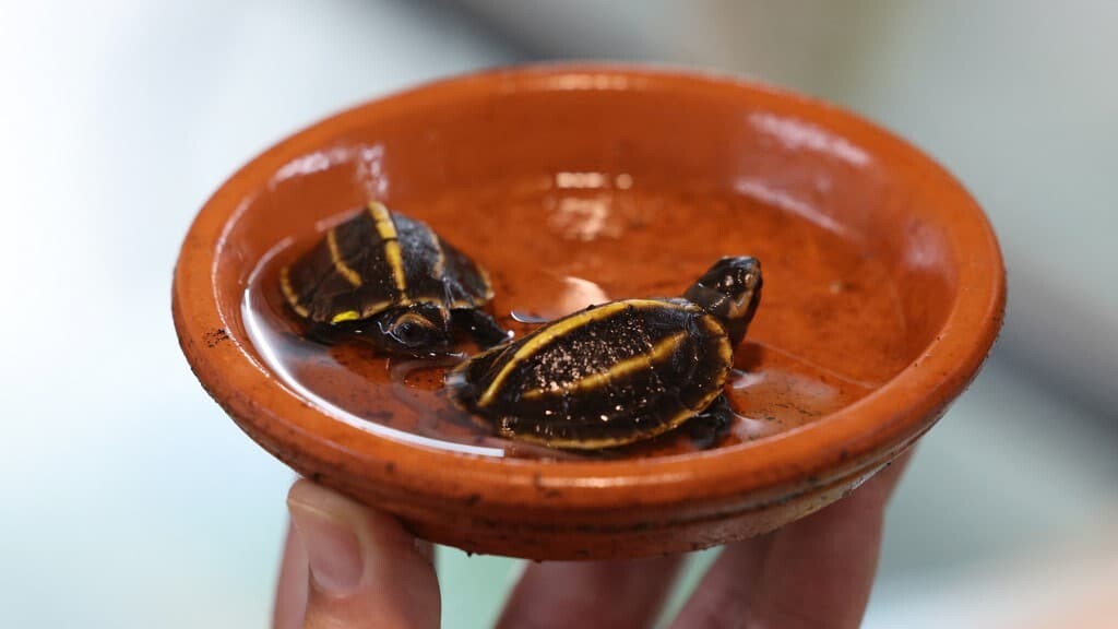 BFMTV's tweet photo. "Une rareté": deux bébés tortues en danger d'extinction sont nés en Corse, une première en Europe
https://t.co/PTJGh5WInv https://t.co/oMSUgl1o6f