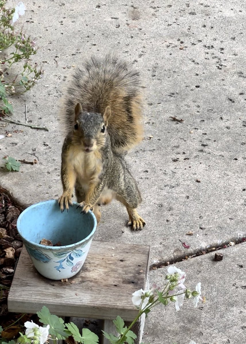 squirrelbuzz's tweet image. “Excuse me, may I have a refill when you get a moment?” #squirrelcafe ☕️🐿️ #squirrels #squirrelscrolling