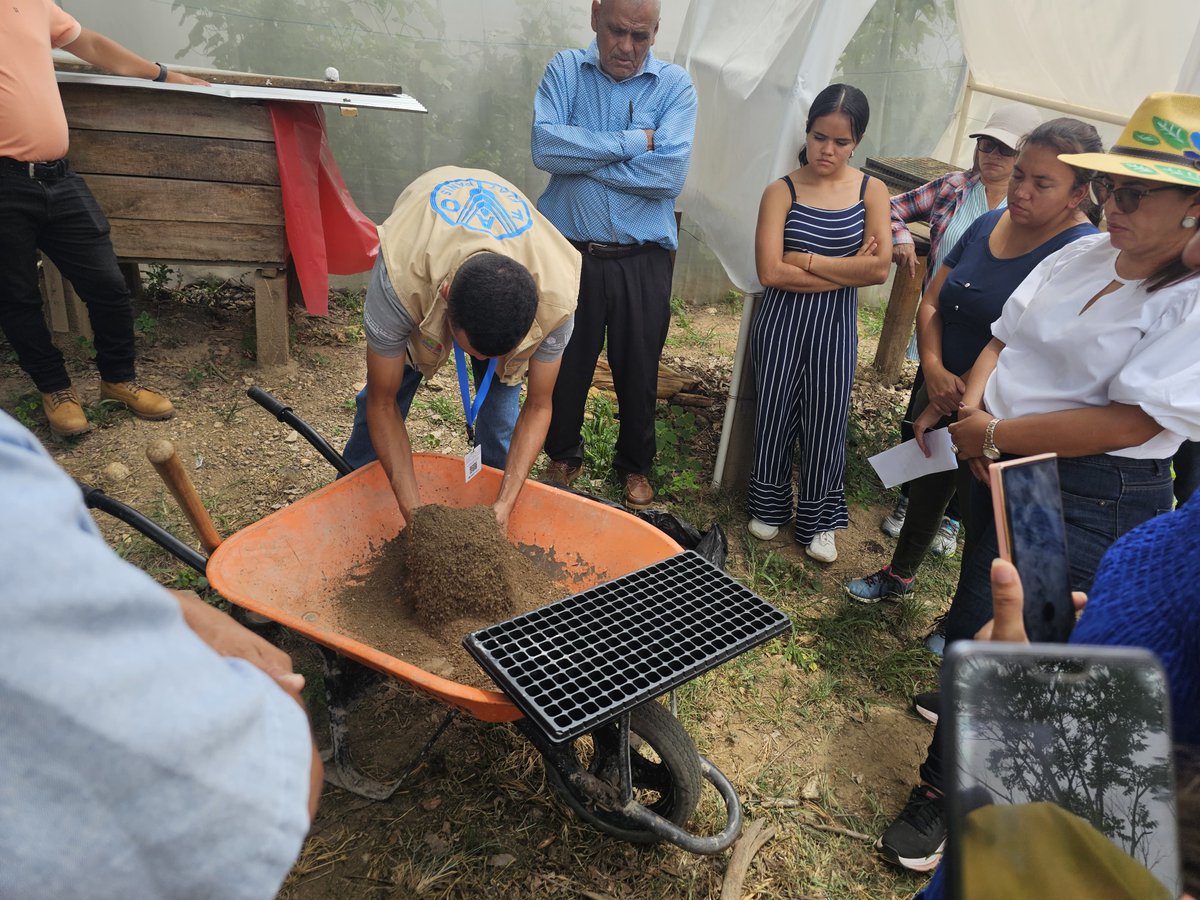 FAOHonduras's tweet image. 📍Campamento, Olancho
🌱 En el #HuertoEscolarPedagógico de la Esc. Joaquín Cardoza, Casa Quemada, se realizó #DíaDeCampo 🪴
Impartido a directores y técnicos municipales de Concordia y Campamento.
#Temas: bioseguridad, tipos de siembra, semilleros, cosecha y manejo integrado 👩‍🏫👨‍🌾