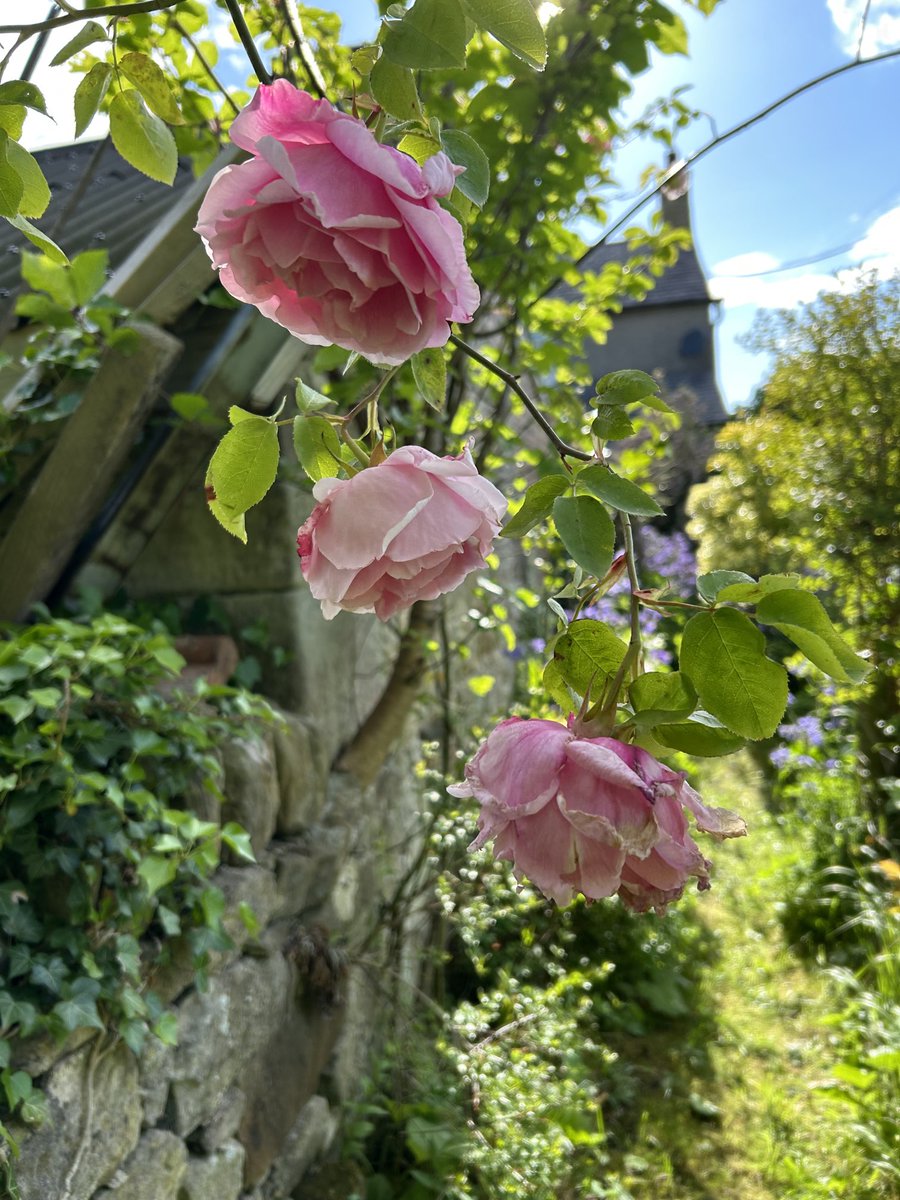 CarlCape's tweet image. A rambling beauty in Northumberland with a gorgeous scent #flowersonfriday