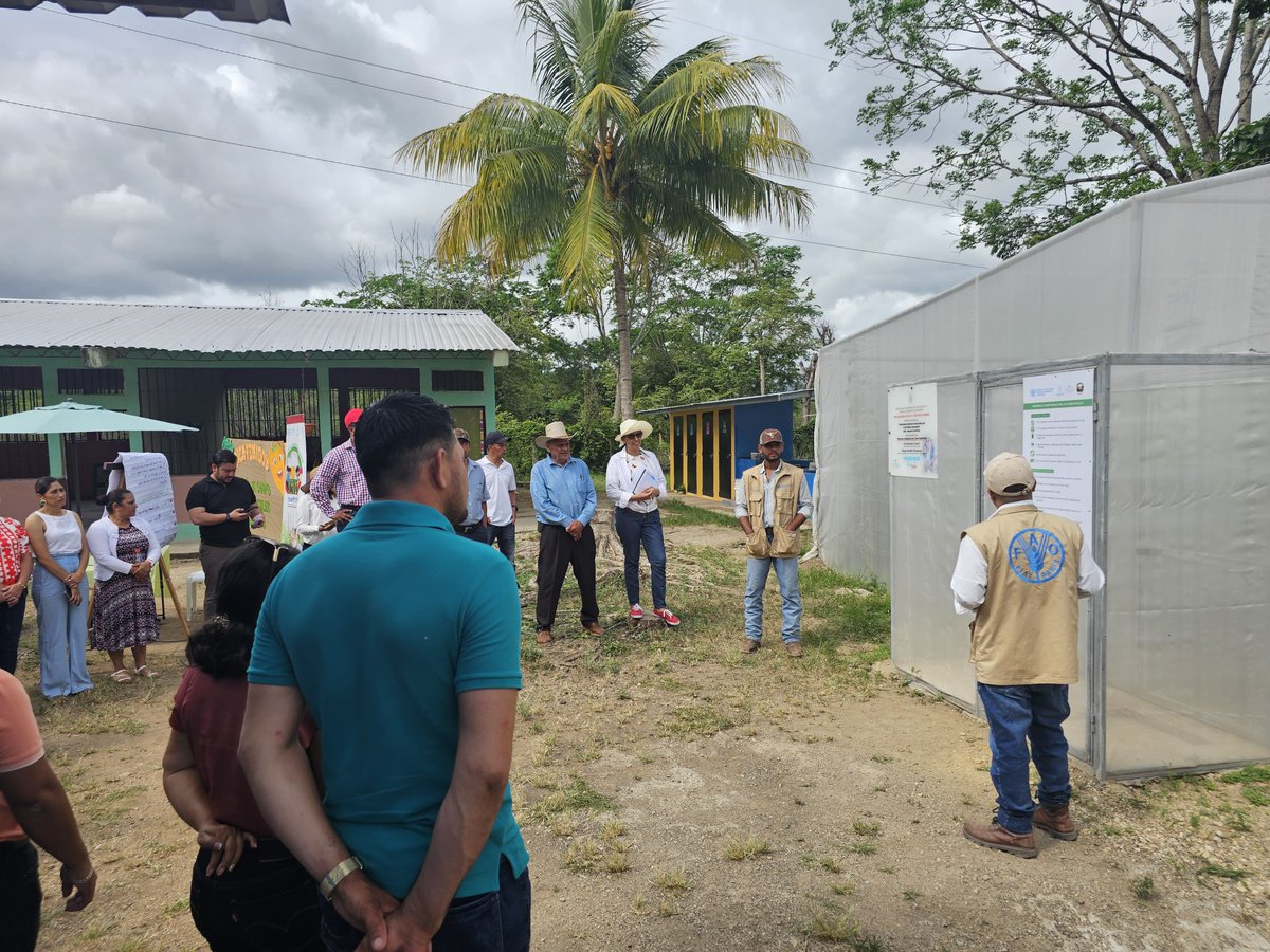 FAOHonduras's tweet image. 📍Campamento, Olancho
🌱 En el #HuertoEscolarPedagógico de la Esc. Joaquín Cardoza, Casa Quemada, se realizó #DíaDeCampo 🪴
Impartido a directores y técnicos municipales de Concordia y Campamento.
#Temas: bioseguridad, tipos de siembra, semilleros, cosecha y manejo integrado 👩‍🏫👨‍🌾