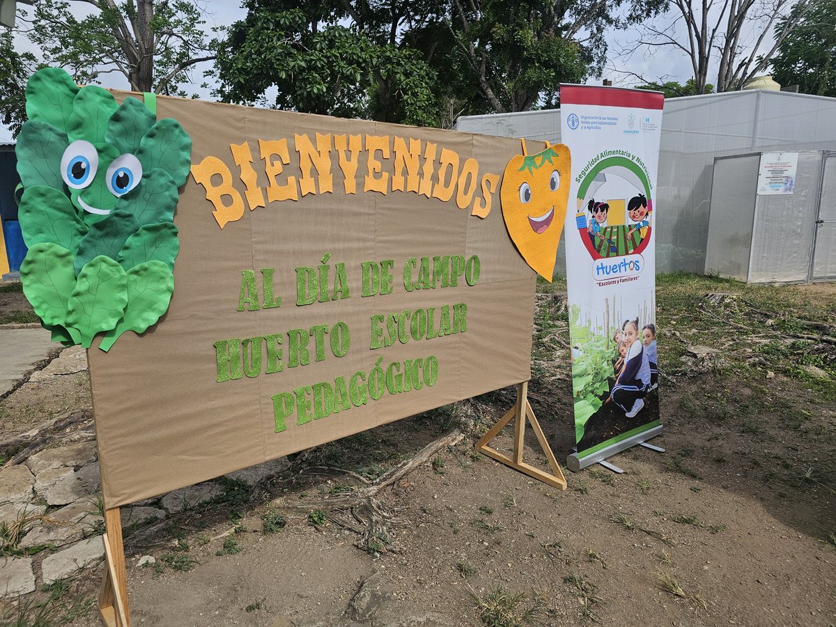 FAOHonduras's tweet image. 📍Campamento, Olancho
🌱 En el #HuertoEscolarPedagógico de la Esc. Joaquín Cardoza, Casa Quemada, se realizó #DíaDeCampo 🪴
Impartido a directores y técnicos municipales de Concordia y Campamento.
#Temas: bioseguridad, tipos de siembra, semilleros, cosecha y manejo integrado 👩‍🏫👨‍🌾
