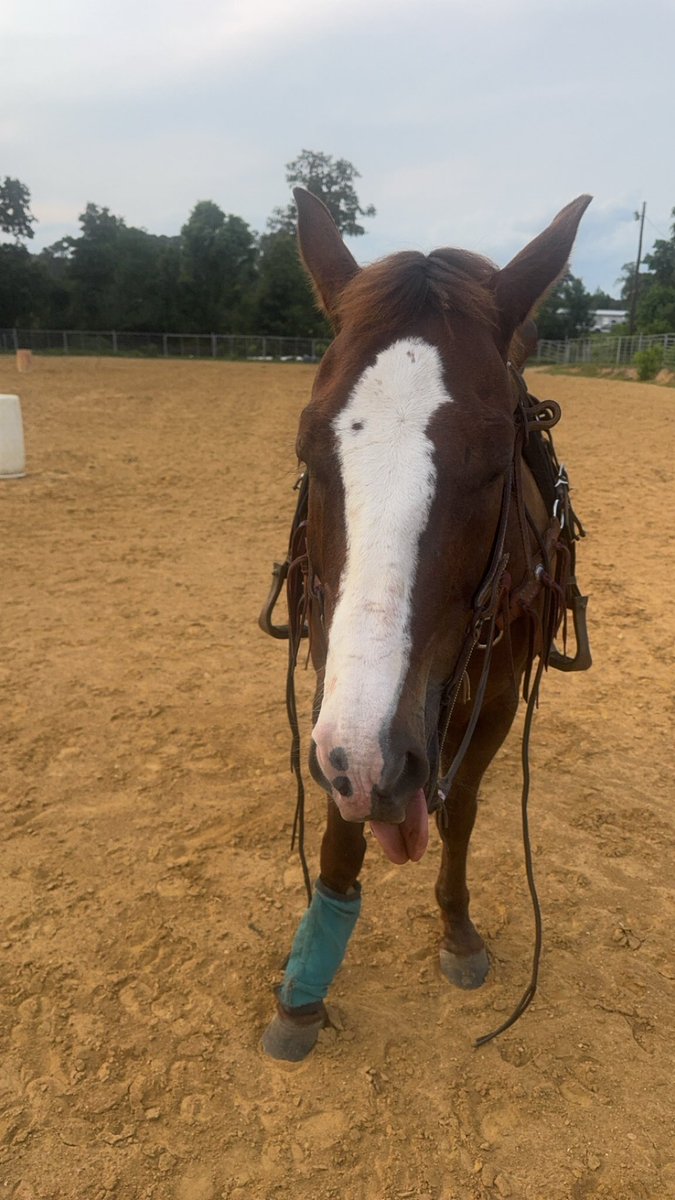_annaa_g's tweet photo. selling feet pics in exchange for entry fees &amp; horse necessities😭 

#imnotkidding
#feetflicks
#feetfetısh https://t.co/goETMjEMDu