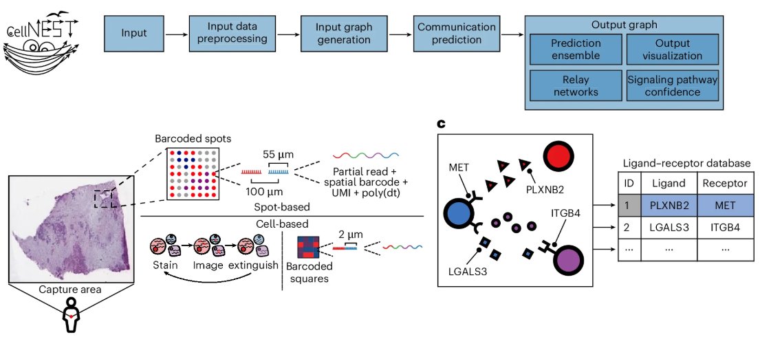 Out today from the Schwartz lab! A new way to study cell-cell communication from spatial transcriptomics data. Cell Neural Networks on Spatial Transcriptomics (CellNEST) can detect both signals between individual cells and relay networks of communication. nature.com/articles/s4159…