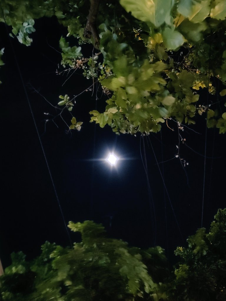 tomar_anjalii's tweet image. In the middle of the mess, calm finds a way to shine....✿⁠ ⁠♡⁠‿⁠♡