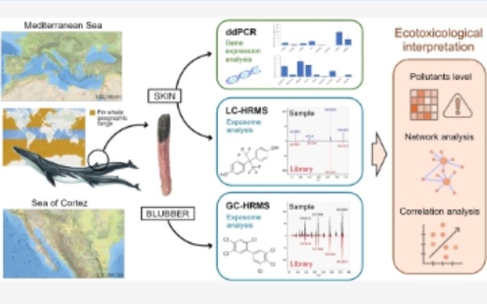 La salud y reproducción de las ballenas de aleta están en riesgo por una mezcla tóxica de contaminantes. La situación es especialmente grave en el Mediterráneo, donde enfrentan niveles alarmantes de sustancias químicas persistentes. 

 pubs.acs.org/doi/epdf/10.10…