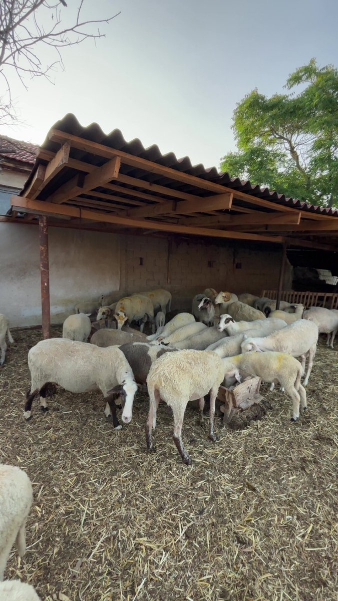 Bakınca ne görüyorsunuz…
#KurbanBayramı 
#kurbanbayramı2025 
#Turkiye