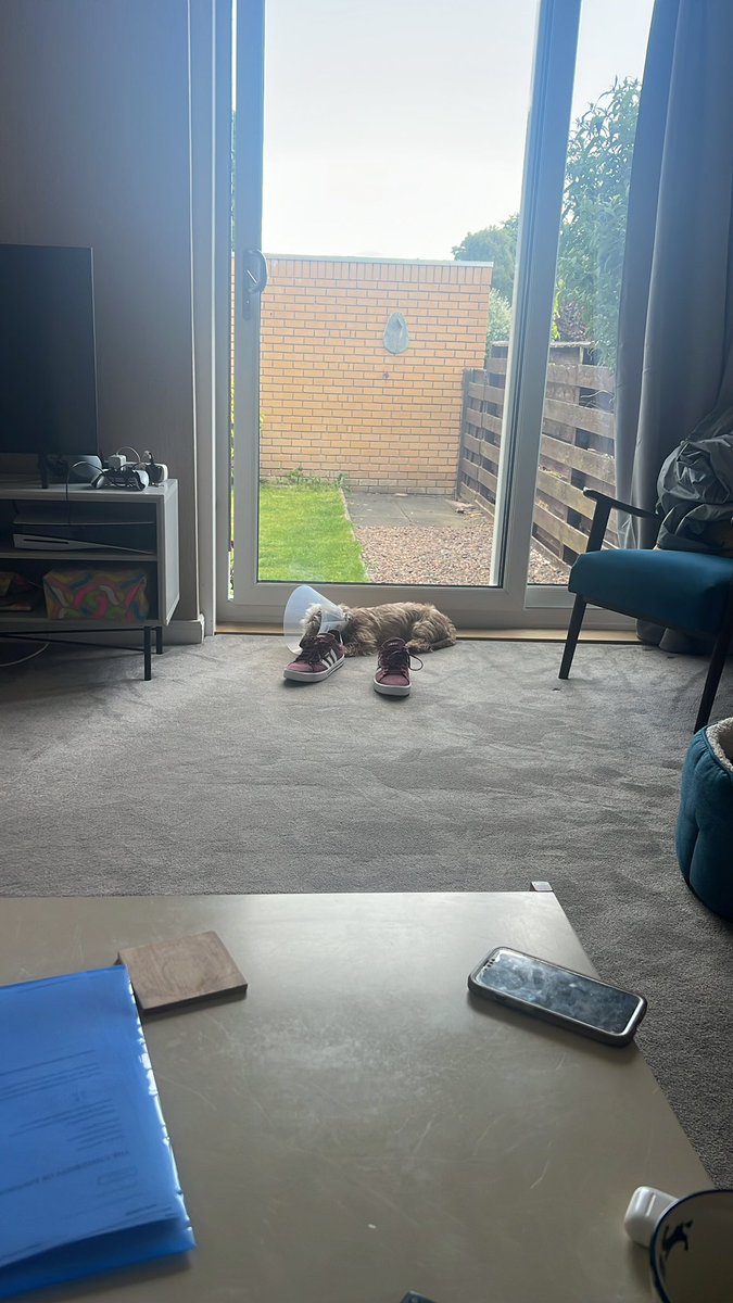 The saddest puppy in West Edinburgh.