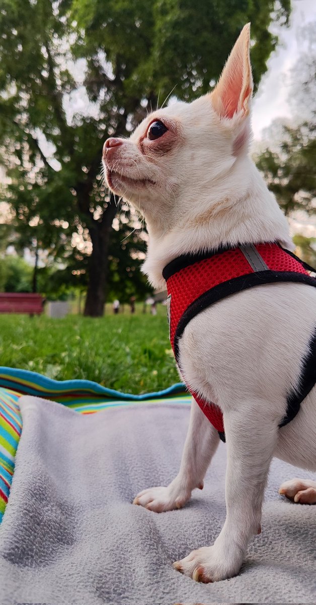 Я уменьшил Дилю