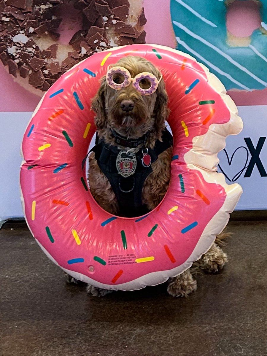 🍩🚓 HAPPY NATIONAL DONUT DAY 🚓🍩

We’d like to take a moment to recognize the sweetest member of our force—Therapy Dog Donut. He’s soft, comforting, always ready for cuddles… and, unlike actual donuts, won’t disappear from the break room in under 3 minutes. 😂 #TherapyDonut