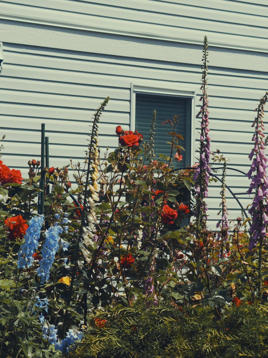 florals for friday through my !camera from <a href="/asallen/">Andy Allen</a> 🌸🌼