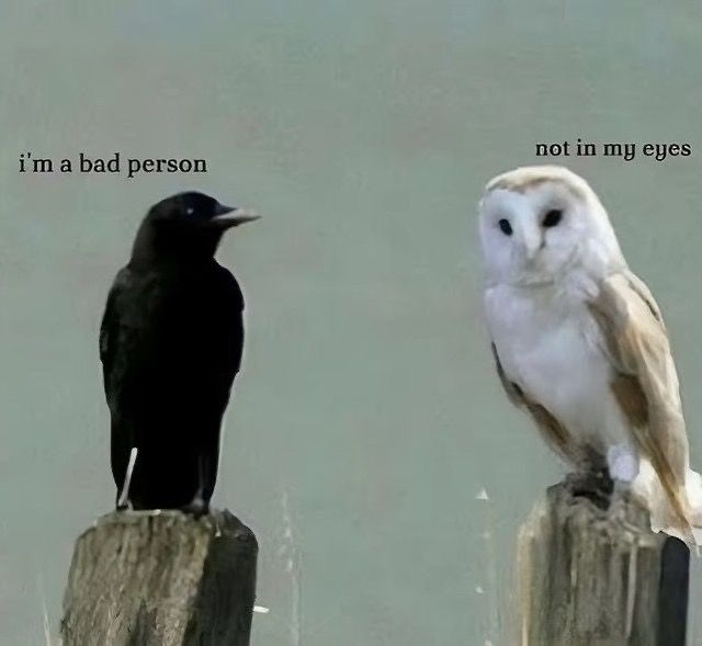 iamrvian's tweet image. owls are literally my spirit animal