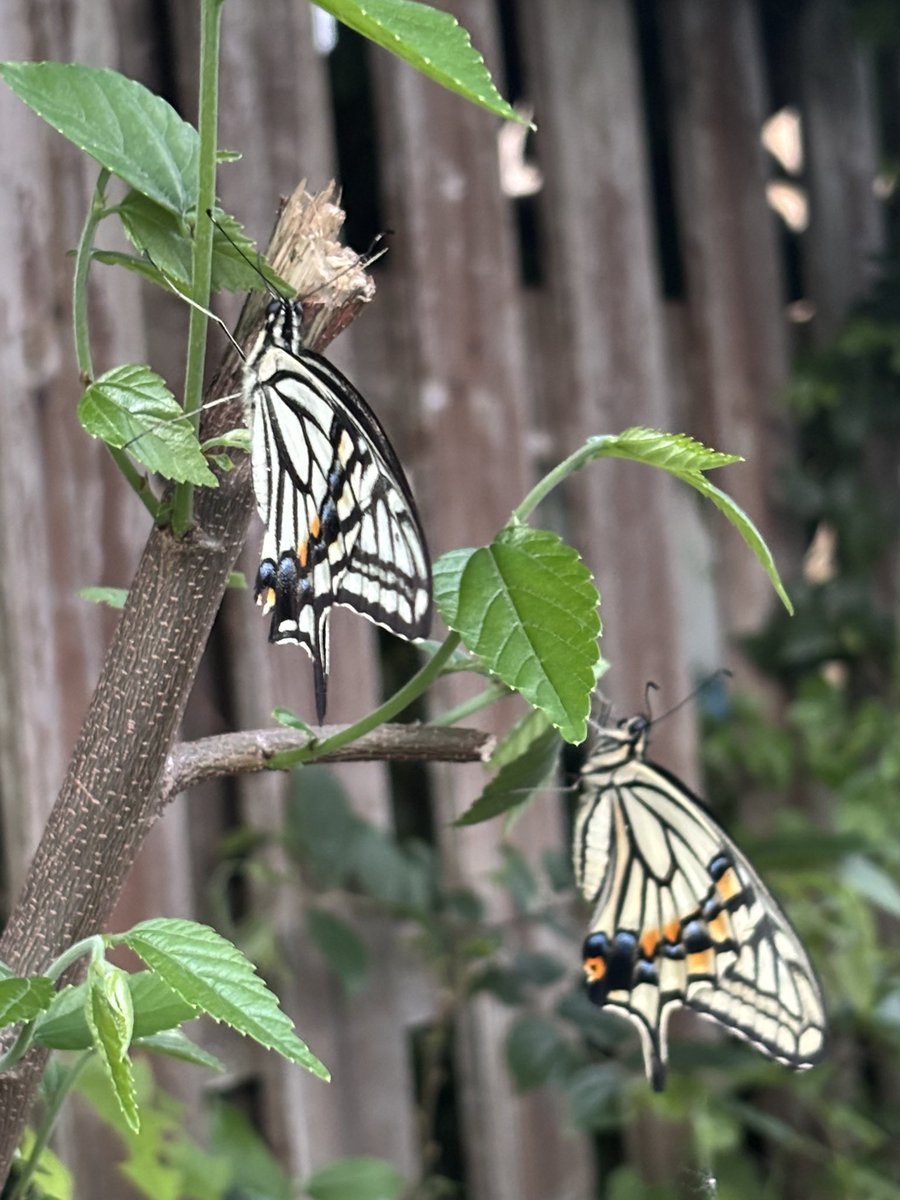 近所で見つけた光景。アゲハ蝶？仲良く2匹😊綺麗で思わず✨今日は入浴介助&amp;排泄介助の日。今日も元気に頑張ってきまーす♪