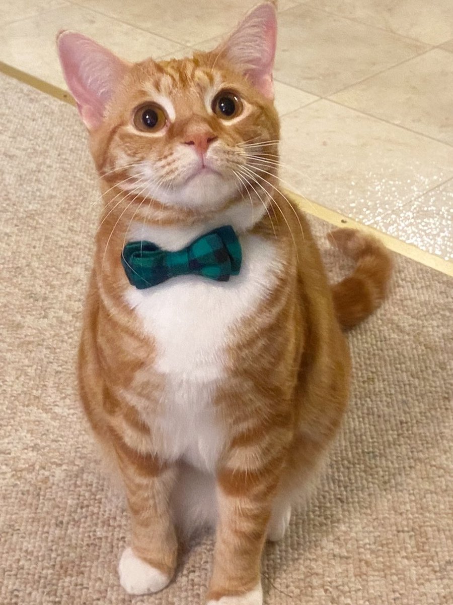 NobodyListensPaulaPoundstone (@poundstoneinst) on Twitter photo The CAT OF THE WEEK is Tigger from Oak Ridge, Tennessee! #cat #catsofinstagram #catoftheweek #nobodylistenstopaulapoundstone
<a href="/Stouter11/">Suzie Stout</a> The CAT OF THE WEEK is Tigger from Oak Ridge, Tennessee! #cat #catsofinstagram #catoftheweek #nobodylistenstopaulapoundstone
<a href="/Stouter11/">Suzie Stout</a>