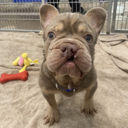 Thank you, @PetcoLove, for supporting our lifesaving work! Their investment will enable us to continue helping pets like Sprout and supporting our community. #PetcoLovePartner