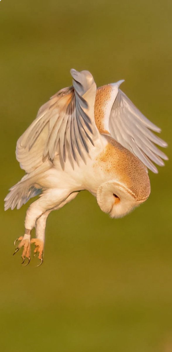 Benbbirder's tweet image. Barn owl flamborough