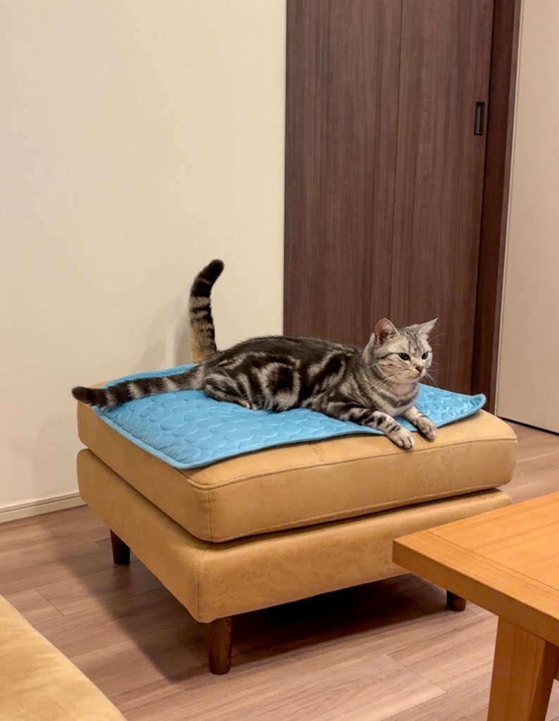 #ギリギリネコ判定選手権
ねこまたになってた…