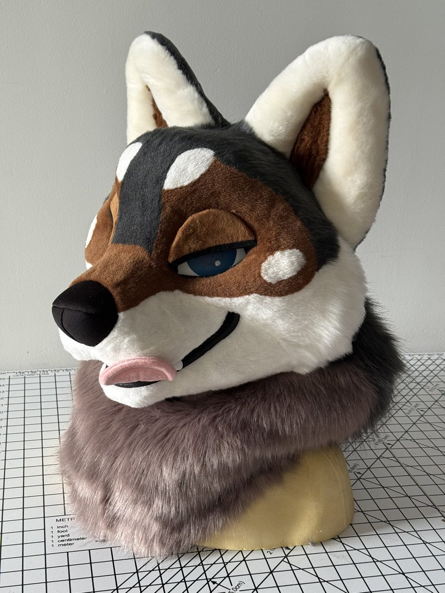 ThatsFurredUp's tweet image. A very expressive Shikoku Inu!