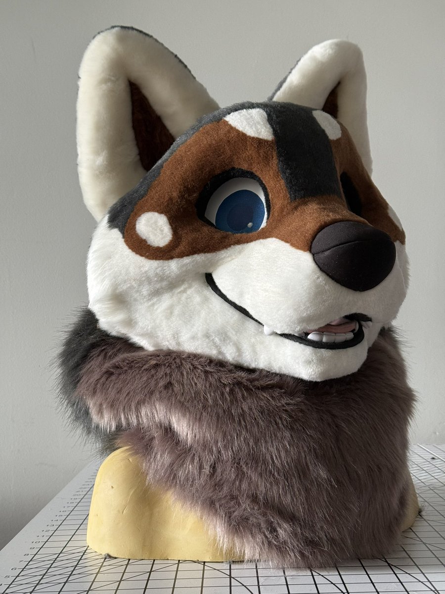 ThatsFurredUp's tweet image. A very expressive Shikoku Inu!