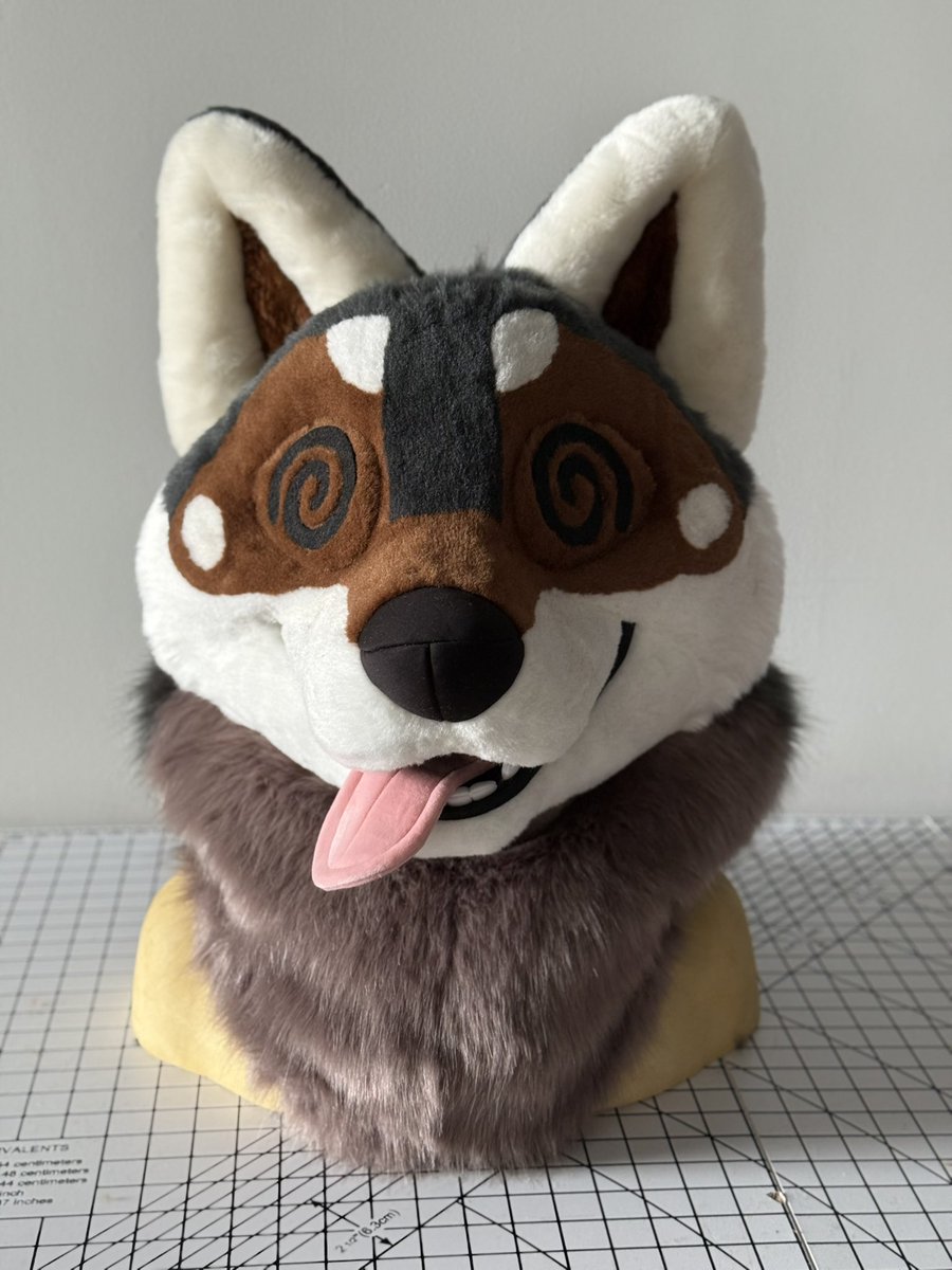 ThatsFurredUp's tweet image. A very expressive Shikoku Inu!