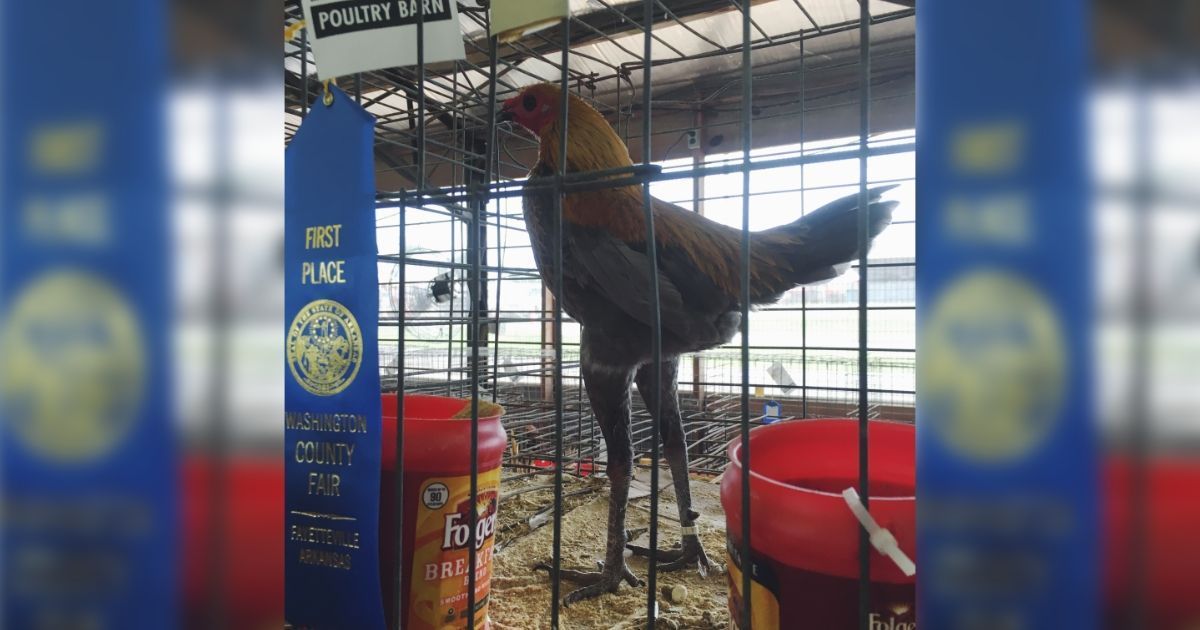 Ah, #PitchYaGame!

We’re making The Marvelous Raincaster of Yell Holler, a puzzle ballad of folk superstition inspired by this leggish rooster we found at the county fair.

raincastergame.com