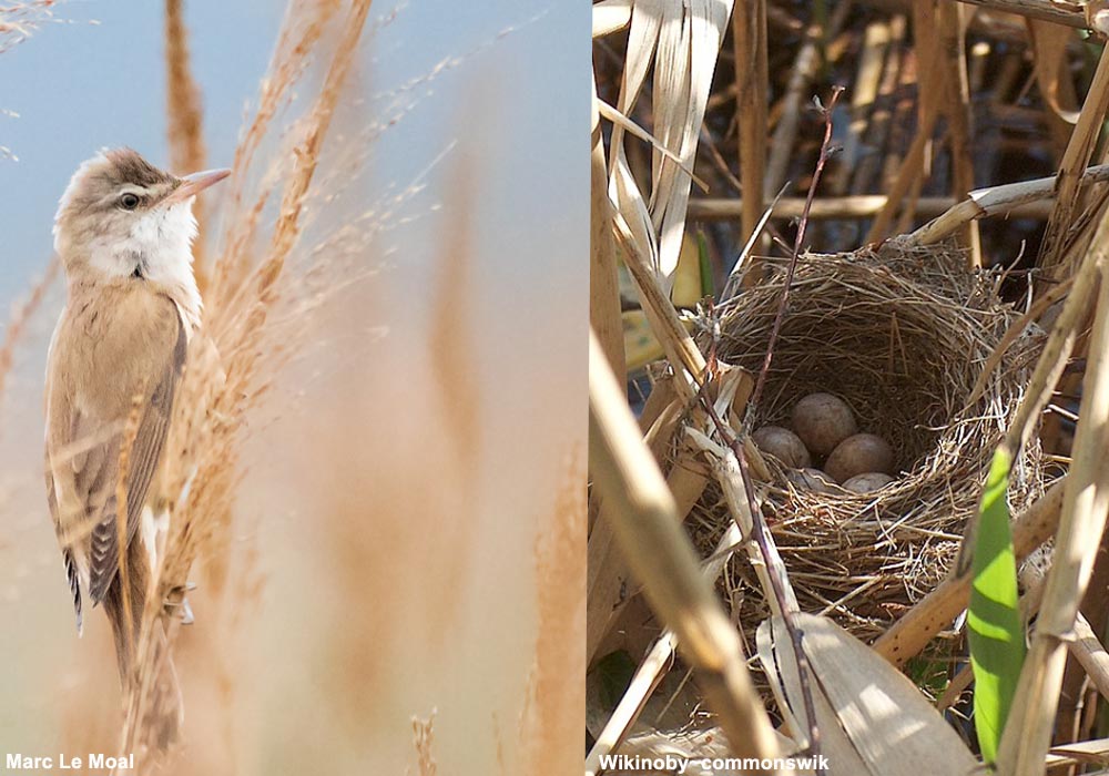 Un rare cas d'empilement de nids de Rousserolles turdoïdes (Acrocephalus arundinaceus) en Serbie ➡️ Cliquez sur ce lien pour en savoir plus : ornithomedia.com/breves/un-tres… #oiseaux #birds #ornithologie #ornithomedia #ornithology