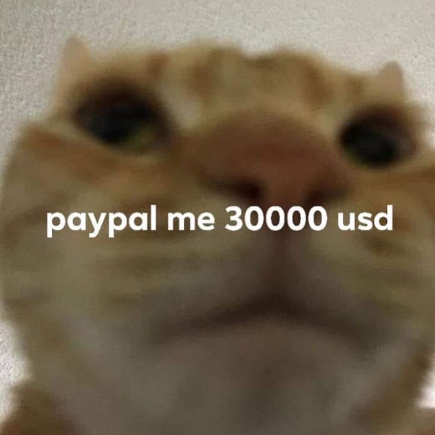 Punch Cat tweet media
