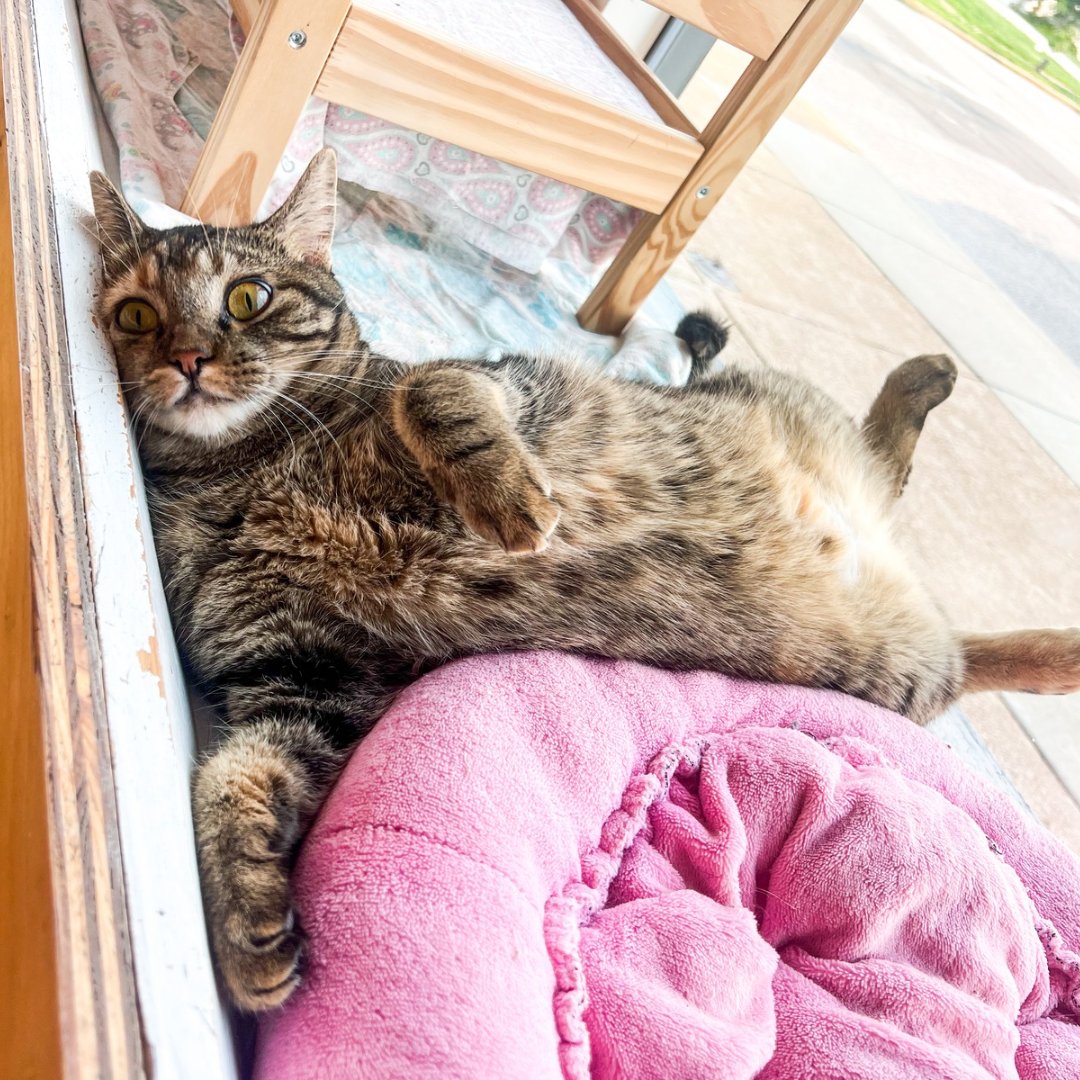 Pickles brings a smile to our faces everyday. She’s so silly and weird 😜❤️