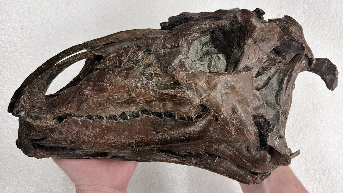 Happy #FossilFriday! This #Tenontosaurus skull (#MOR682) was recently taken off exhibit for study by visiting researchers to MOR. Before going back on display, #fossil preparators will thoroughly evaluate the condition of and conserve the specimen.
