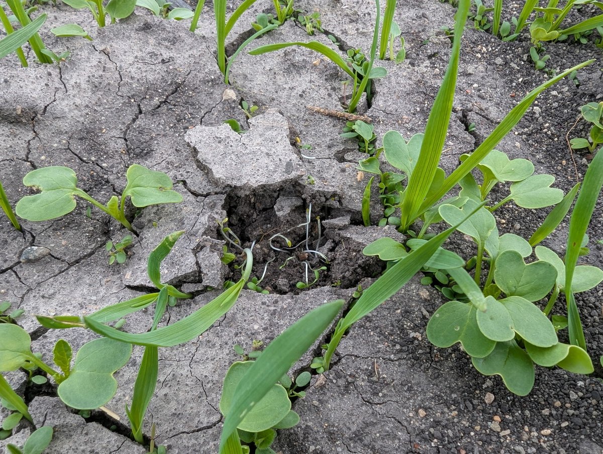 This is so cool! The #covercrops are finding the cracks in the soil to grow through. However, our row crops can't do the same.