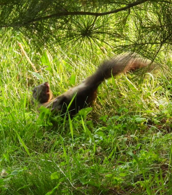 Ever see a squirrel surprised as it falls off a branch? You have now. (I have video of him tumbling down a small hill, he was playing in a shrub)