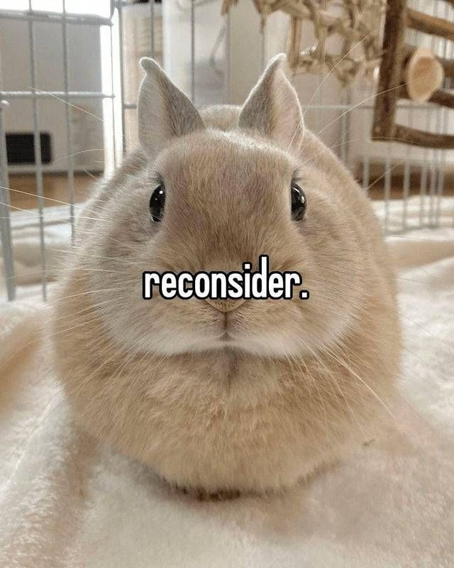 RabbitEveryHour's tweet image. 