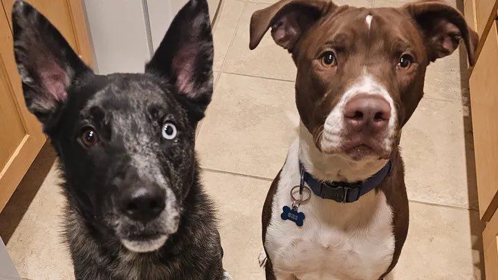 Friend of mine is having issues with a dog he got from the shelter suddenly becoming aggressive. He’s trying the route of retraining before he has to rehome but could use some help with the cost. Sharing his go fund me. 
gofund.me/6b94fa5a