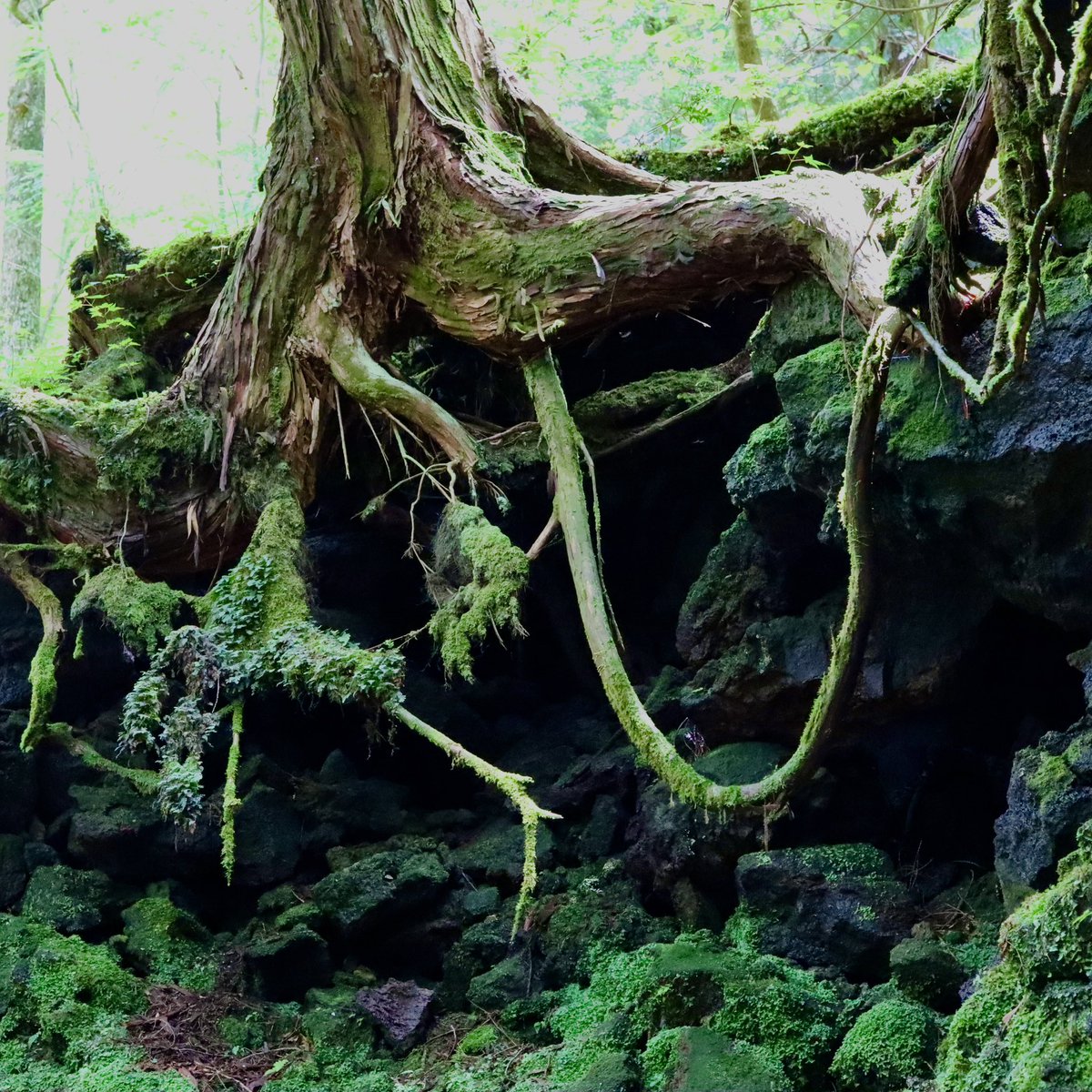 jp_ichi's tweet image. 樹海の根っこ

#根っこ
#竜宮洞穴
#苔