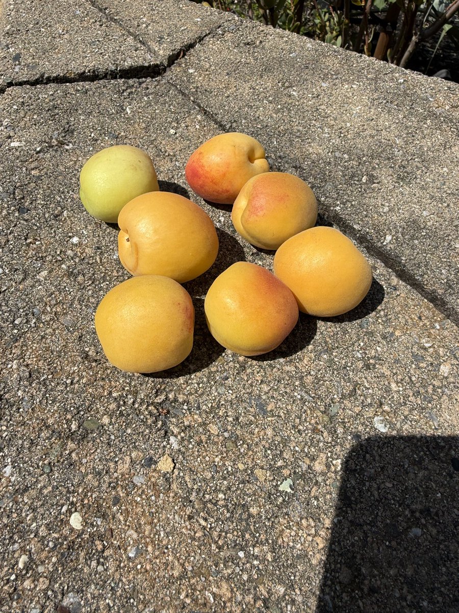 It’s the season .. 🍑 peaches and Apricots from our backyard !!