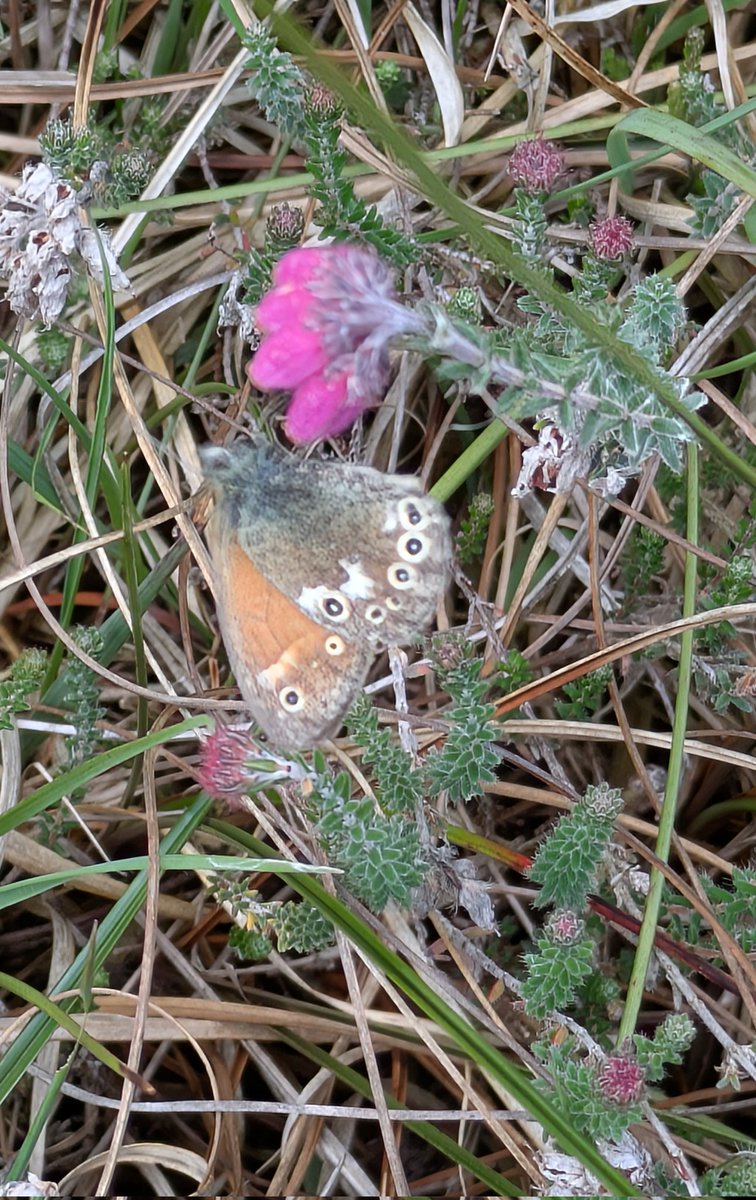 pam_mcinnes's tweet image. #FlutterbyFriday An obliging Large Heath (Coenonmypha tullia sub species davus) posing on Cross-leaved Heath on the NW Lancashire coast whilst out with Cumbria Butterfly Group. The dark sub species &quot;davus&quot; has clearly defined &quot;eye&quot; spots and is only found in the North West.