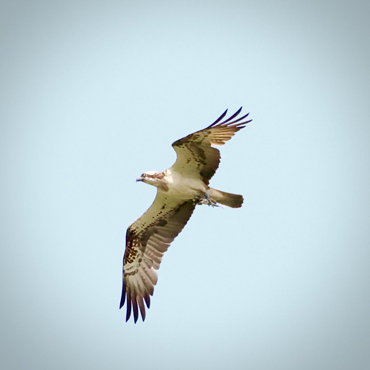 Er wordt volop vis aangevoerd naar het visarendnest