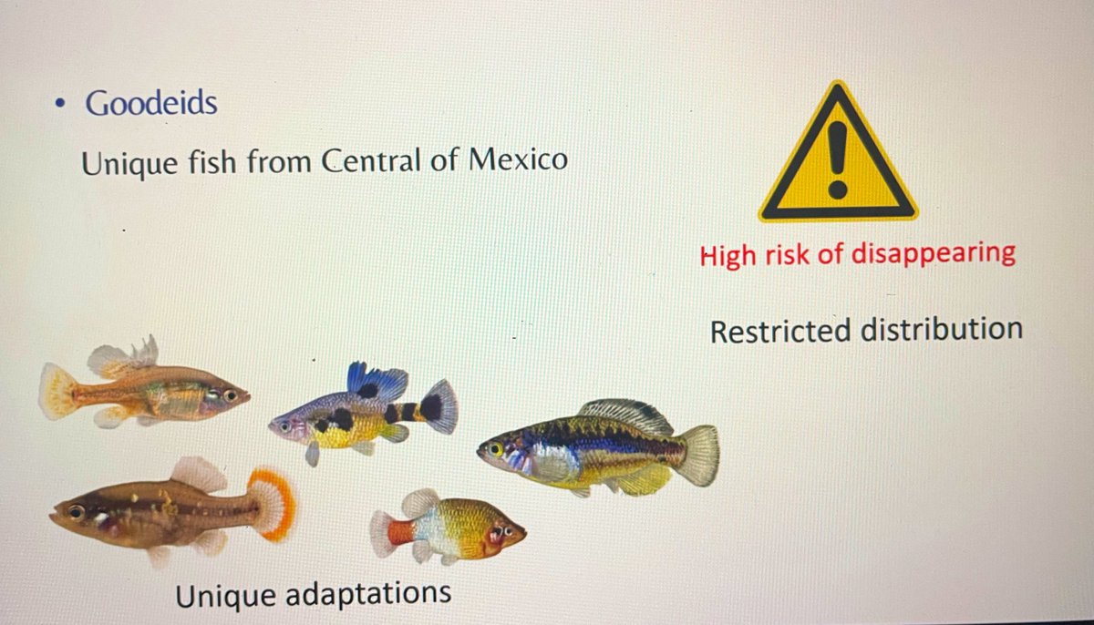The_peoples_eel's tweet image. Great to be on the call with @Shoal_Org yesterday ❤️ learning about their global fish recovery program. Their first annual meeting and updates from around the globe. Inspiring 🙂 thank you for including us and those slippery eels!