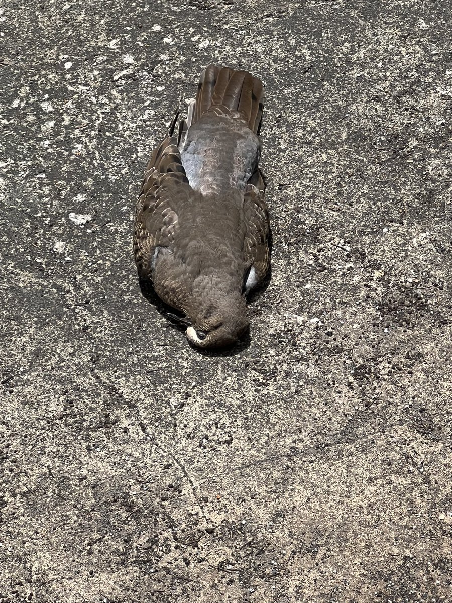 ElectMarina2014's tweet image. #EndTargeting #Targeted 🎯 

#TargetedIndividuals 
A ‘friendly’ neighbor, a heat related flyby demise or an implied message?! 🤨 🙏