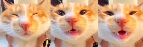 Andrew0xSOL's tweet photo. 💎 DEX paid for $AWOOOOOOOO 💎
Name: AWOOOO CAT
MCap: $61.9k
Paid: 1 min, 30 s ago
Created: 48 min, 25 s ago
🔗 CA: GpQCF4LJC5mnEunWyyNdrhafmbF6vcgoSMLfqFSQpump
#AWOOOOOOOO #DexPaid #PumpFun #SOL https://t.co/4qjgnVaQ9A